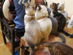-李小姐の猫咖啡馆(五角场店)