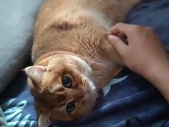 -东方名猫馆·英短金渐层布偶猫舍(环线广场1号楼店)