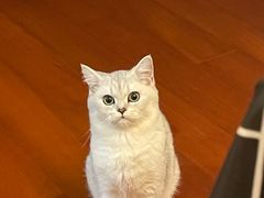 -欣宠猫屋·矮脚拿破仑·蓝金金渐层