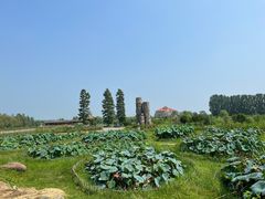 -池杉湖湿地公园