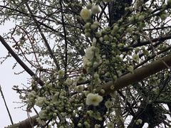 -恩阳古镇