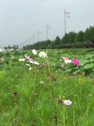 -水八仙生态园