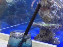 -喵园·猫主题咖啡厅·撸猫·猫咖(国贸店)