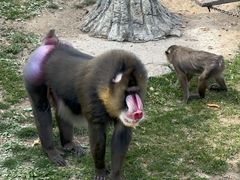 -大连森林动物园