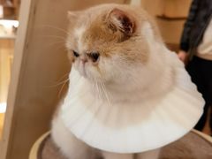-滚猫咖啡·猫咖·猫友好撸猫(未来城店)
