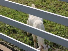 -紫颐香薰山谷景区