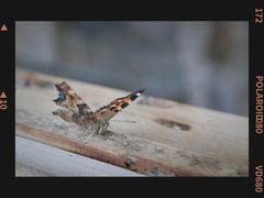 -五营红松林海景区