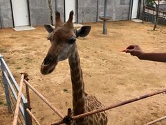 -西霞口神雕山野生动物世界