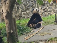 -都江堰中华大熊猫苑
