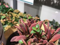 -鹿岛会员店 (龙湖三千集天街店)