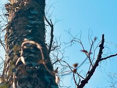 -西湖风景区-江洋畈生态公园