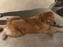 -百好乐宠物友好餐厅(朝外大街店)