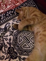 iphone_upload_pic-汉刺青TATTOO STUDIO