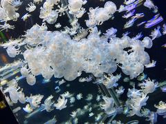 -太平洋海底世界