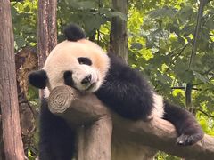 -都江堰中华大熊猫苑