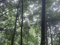 -天目山大树王景区