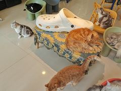 -平行世界·猫咖(首经贸店)