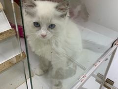 -李小姐の猫咖啡馆(五角场店)
