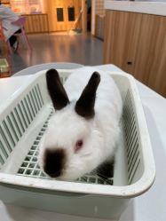 -Moni星球萌宠·小马宝莉·灵蛇·高端高阶全萌宠互动体验俱乐部(红豆国际广场店)