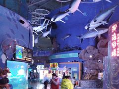 -烟台海昌鲸鲨海洋公园