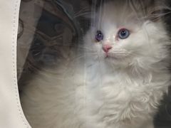 -瑞派紫金宠物医院24小时·骨科·中兽医·重症转诊中心(番禺大石院)