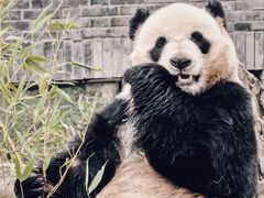 -都江堰中华大熊猫苑
