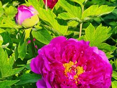 -莲花池公园