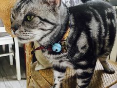 -海边的猫和咖啡馆