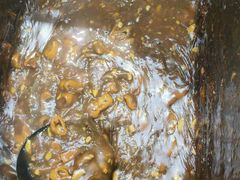 -小胖包子王(赵公口店)