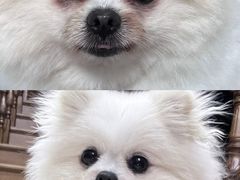 -严国平动物医院(德政总院)