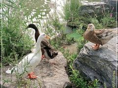 -莲花池公园