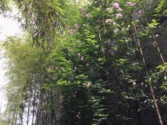 -龙潭水乡