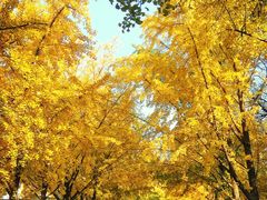 -三里屯东五街银杏大道