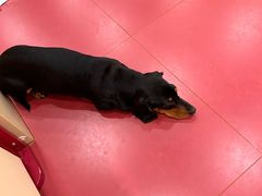 -和它·交个朋友·狗咖猫咖(爱琴海店)