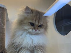 -十月米努特矮脚猫舍