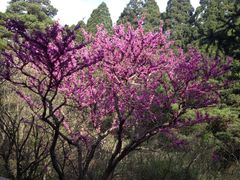 景点-庐山风景区花径公园