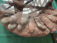 -辽宁古生物博物馆