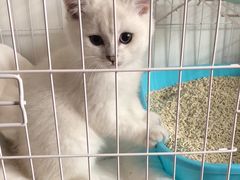 -大队长大灶鹅