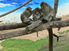 -西霞口神雕山野生动物世界