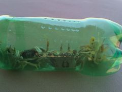 E:\海南之行-三亚海棠湾万丽度假酒店