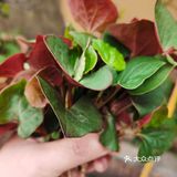 居家防疫期间，许多人厨艺见长