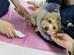 -北京观赏动物医院·24小时大型综合·猫专科·异宠专科