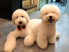 -小尾巴宠物店(万科·金域华庭店)