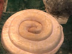 -上海大自然野生昆虫馆(东方明珠·爬宠昆虫探索中心)