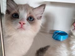 -东方名猫馆·英短金渐层布偶猫舍(环线广场1号楼店)