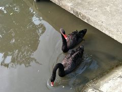 -鹅湖玫瑰文化园