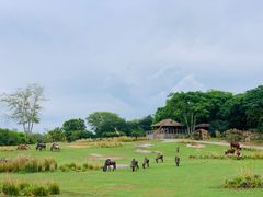 -奥兰多迪士尼动物王国乐园