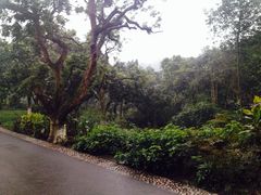 -张坝桂圆林公园