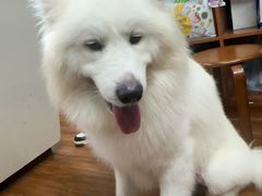 -瑞派动物医院·绝育·犬猫全科·预防医学(光景江南中店)