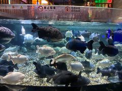 -海合安成都极地海洋公园
